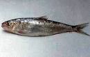 I Clupeidi, Clupeidae