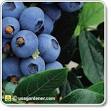 Blueberries   how to grow Blueberries   growing Blueberries