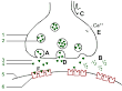 synapse.gif