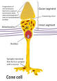 Cone cell - Wikipedia, the free encyclopedia