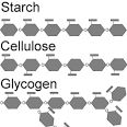 Carbohydrates