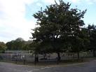 Tree, Montgomery Street Playpark. For decades this play area was the - via Daymix