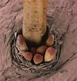 Ugly Overload: Your little Eyelash Buddies!