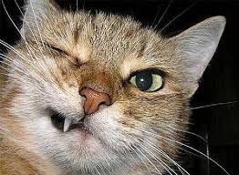 http://t3.gstatic.com/images?q=tbn:ANd9GcSm4jUaS1jRF8QGsMLpsVqyMqA6tIYw-yOqPtbTffVayWckbc0&t=1&usg=__zoMefp22bfU8bKC3pWsUgbPJFIo=
