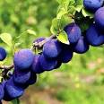 Neil Cooks Grigson: #332 Cherry, Plum or Damson Sauce