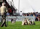 The 62nd Aylsham Show - a traditional one-day agricultural show, - via Daymix