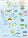 Histamine