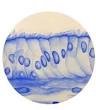 <b>Tissues</b> are groups of cells