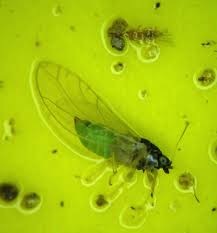 Image result for Aphis chenopodii