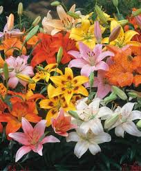 The Asiatic Lily Rainbow Mixture - lily_as_rainbow_mix_main