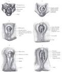 external <b>genitalia</b>»