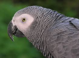 ^_____صور ببغاوات_____^ images?q=tbn:ANd9GcSmYdMTKABfoKckZa0E113jDQOFrrv4TOYKDRmc_eSjeGY88yzmSg