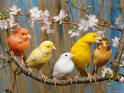 The Canary
