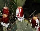 Cochineal Bugs | Strollerderby
