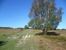 Ashdown Forest was purchased by East Sussex County Council from the De La - via Daymix