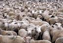 Herd Values « Slow Muse