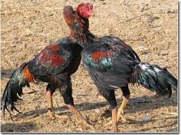 images?q=tbn:ANd9GcSmrDEHsKAieCQUDhBv3_S-n2n6t55kbBaq-LGb1MPsrQEuKCy1SA