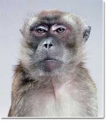 images?q=tbn:ANd9GcSmtG3Skc3v1ymYuD0wAvu9voK_xyNiDsia_JIjiAAvUeeuZ0XsBw