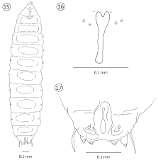 Image result for Cecidomyia cecropiae