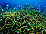 Lettuce Coral, Phoenix Islands