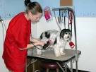 Discount Pet Supplies &amp; Wholesale Dog Supplies Can Make Pet ...