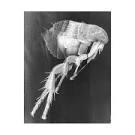 The Flea  A John Donne Poetry Analysis