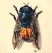 The Diptera Site