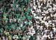  Especial FutNet Brasileirão Série B 2013 – Palmeiras; com ...   FutNet