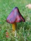 Could they be growing on a long root of a fruit tree? - via Daymix