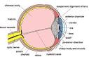 <b>Retina</b> disorders frequently