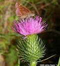 Bull Thistle (<b>Cirsium</b> vulgare)