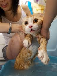 http://t3.gstatic.com/images?q=tbn:ANd9GcSnFQn3KNli62dIpTxormwUQtezd_ZBBcoOwbRlu3mNmT1Fbc4Xlg