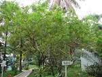 File:<b>Thevetia</b> peruviana 0001.