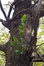 Epiphytic puka - Tall broadleaf trees - Te Ara Encyclopedia of New ...