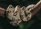 boa constrictor -- Kids Encyclopedia | Children's Homework Help ...