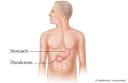 Duodenum