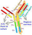 Struttura delle