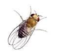 Fruit Flies