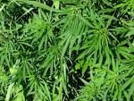 Cannabis sativa — Fotopedia - via Daymix
