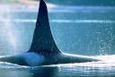 Dorsal Fin I Alaska Travel Photos