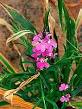 <b>Striga</b> weed