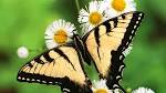picture of Wallpapers Violetta Serie De Disney Salvapantallas Mariposas Con  images wallpaper