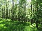 NT2549 : Deciduous woodland - via Daymix