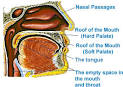About Tajweed - Qur'an Tajweed - Places of Articulation