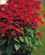 Poinsettia Facts - The Poinsettia Pages - University of Illinois ...