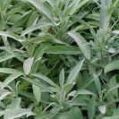 Salvia officinalis (Common sage, Culinary sage, Purple sage ...