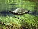 A Freshwater Turtle Swimming Underwater Photographic Print by Bill ...
