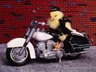 Jersey Republican Biker Chick