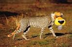 Chester's Feed - Cheetos.