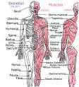 Kids' Health - Topics - Your muscles